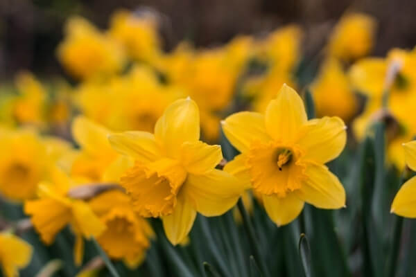 Bonus Bonds Winding Up 2 Building on Basics Spring Daffodils 1